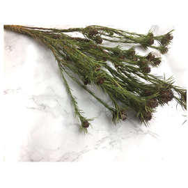 澳郁金香澳郁果干花小松果云南干花批发永生花批发 一支水仙