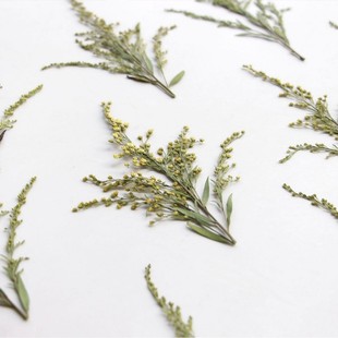 Oriole grass tip dried flower embossed real flower plant specimen creative drop glue jewelry material bag bookmark DIY flower material