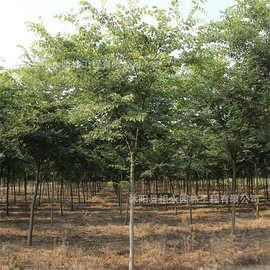 批发榉树红榉树园林小区工地行道树风景树绿化落叶乔木占地榉树苗