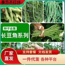 һ�����l�߲˷N���r���ļ���ͥԺ�o�ܶ��ǷN�ѷN�����ж����L�̨