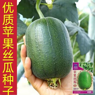 �O���z�ϷN�ӿ��M�ڲ˹϶̰���z�ļ��N�������r�����߲˹Ϲ��N��