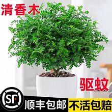 正宗清香胡椒木盆栽绿植驱蚊草花卉植物室内树苗九里香清香木老桩