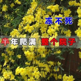 ӭ������ ӭ����ֲ�� ӭ���� ӭ���� �B�N������ӭ����ͥԺ�G����