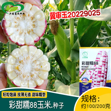 大禹彩甜糯88玉米種子 農田菜園顆粒飽滿糯粘高產花甜糯玉米種籽