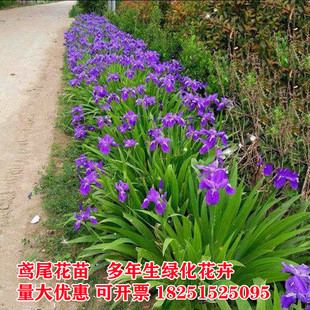 Iris Seedlings, Courtyard Greening Projects, Flower Seedlings, Perennial Community Houses, Garden Landscaping, Flowers and Green Plants