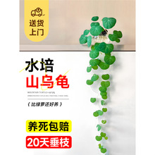 ˮ��ɽ��������ֲ��һ�~�������^�~�t�ٷN���҃Ⱥ��B�����ļ��Gֲ