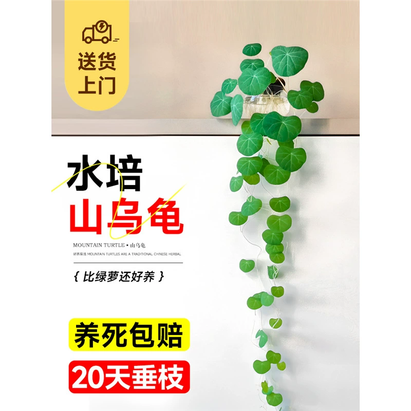 Гидропонная горная черепаха, вьющееся растение, однолистная черепаха в горшке, декоративная красная виноградная луковица, простое в обслуживании комнатное четырехсезонное зеленое растение на рабочем столе.