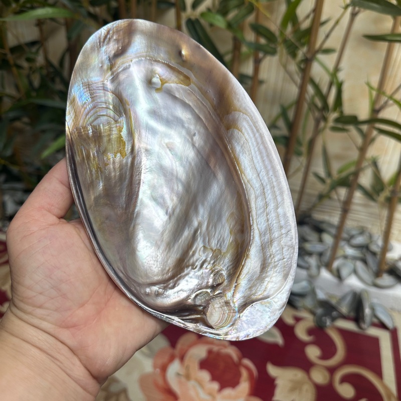 天然抛光单片光亮粉咖色珍珠贝壳蚌壳鱼缸造景拍摄道具首饰收纳盘|undefined