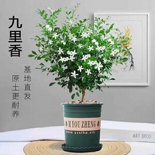 ���������Ի����҃ȿ͏d��ò��������ֲ������Ϙ��辰�̨�Gֲ