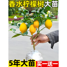 香水柠檬尤力克无籽柠檬小青柠树苗室内客厅阳台盆栽果树全国可种
