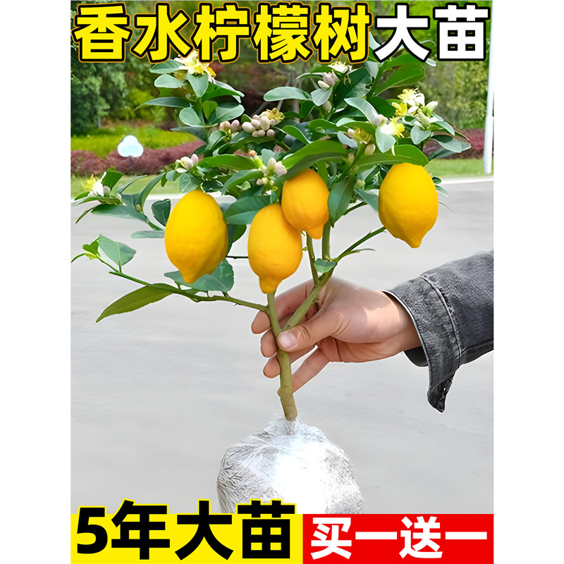 香水柠檬尤力克无籽柠檬小青柠树苗室内客厅阳台盆栽果树全国可种