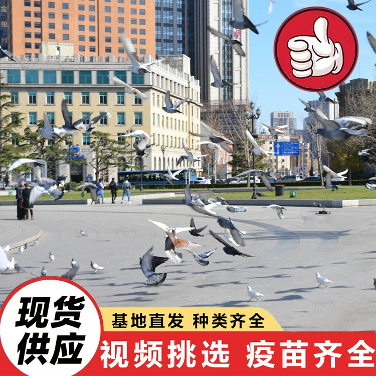 Кормление голубей в туристических культурно-туристических проектах, домашние декоративные голуби, праздничные торжества, выпуск голубей мира, цены на квадратных голубей.