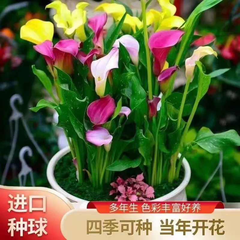 Цветной шарик семян лилии каллы импортный большой шарик с бутоном Four Seasons Крытый балкон горшечные саженцы легко жить цветочные семена луковица зеленое растение