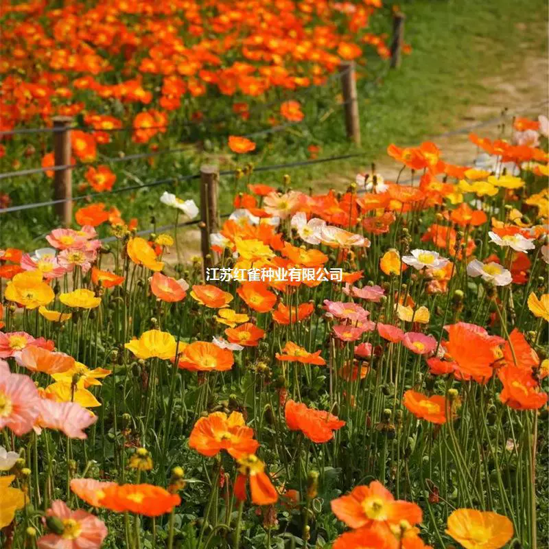 Ю Мейрен Семена цветов Семена Термостойкие Холодные Студенты Группа Покупка Семена Небольшой Пакет Семена Оптом Шестикратный Gyson