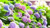 Hydrangea Potted plant Hydrangea Flower seedlings Botany Endless Fry Four seasons flowers and plants Botany indoor courtyard feed