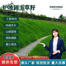 护坡固土草籽四季常青景观绿化河堤鱼塘护坡多年生免修剪草坪种子