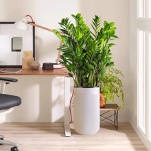 金钱树盆栽植物客厅大型绿植摇钱树办公室内盆栽四季常青绿色植物