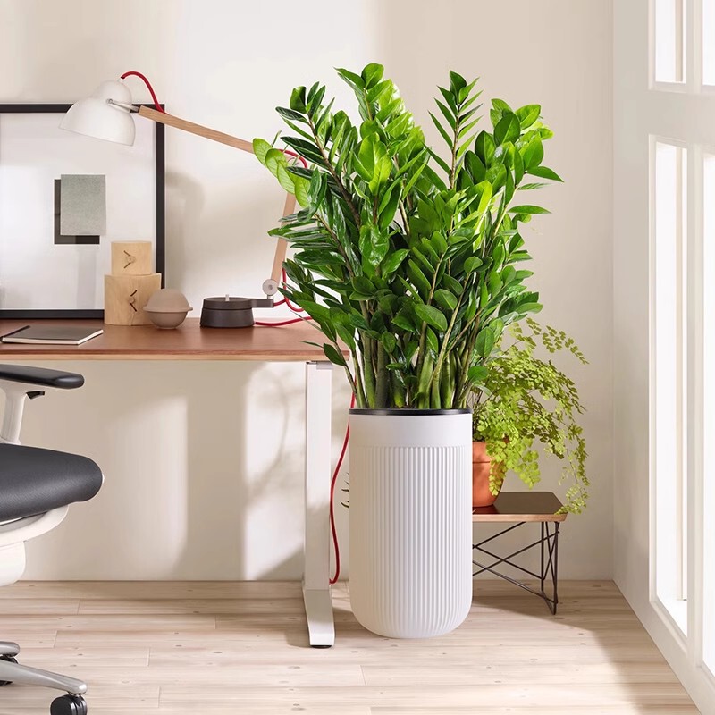 Money Tree Potted Plant, Large Green Plant for Living Room, Money Tree Potted Plant for Office, Evergreen Green Plant for All Seasons