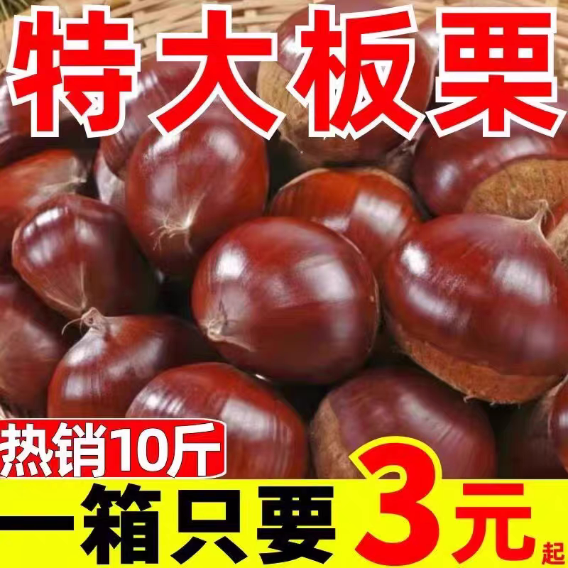 Fresh Chestnuts 2025 New Chestnuts 2.5kg Farm Freshly Picked Hairy Chestnuts Oil Chestnuts Non-Mianxi Large Chestnuts 1