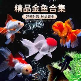 鸿运当头鱼观赏鱼鹤顶红狮子头金鱼活鱼丹顶冷水鱼淡水好养耐活鱼
