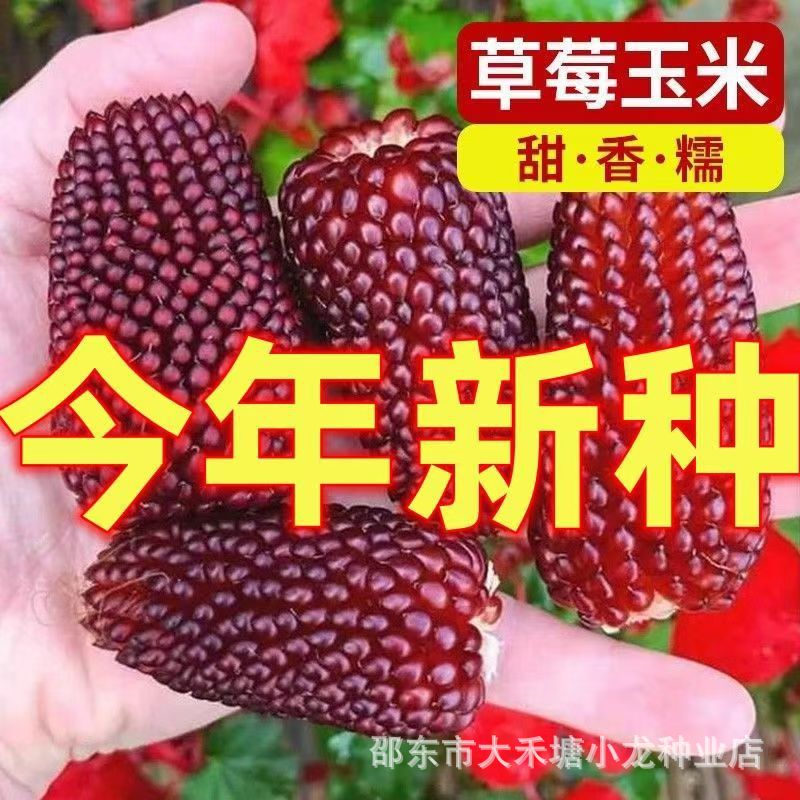 草莓玉米种子超甜鲜食生吃玉米种子水阳台庭院果玉米种子蔬菜种子