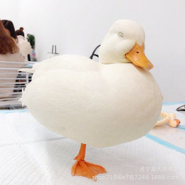 Supply Cole duck living things rental exhibition rental Cole duck living duck watching Duck Internet celebrity pet duck