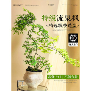 �S����Ȫ�����ԾGֲ�҃��辰�Ϙ��k��������ֲ���ļ����B�U�����