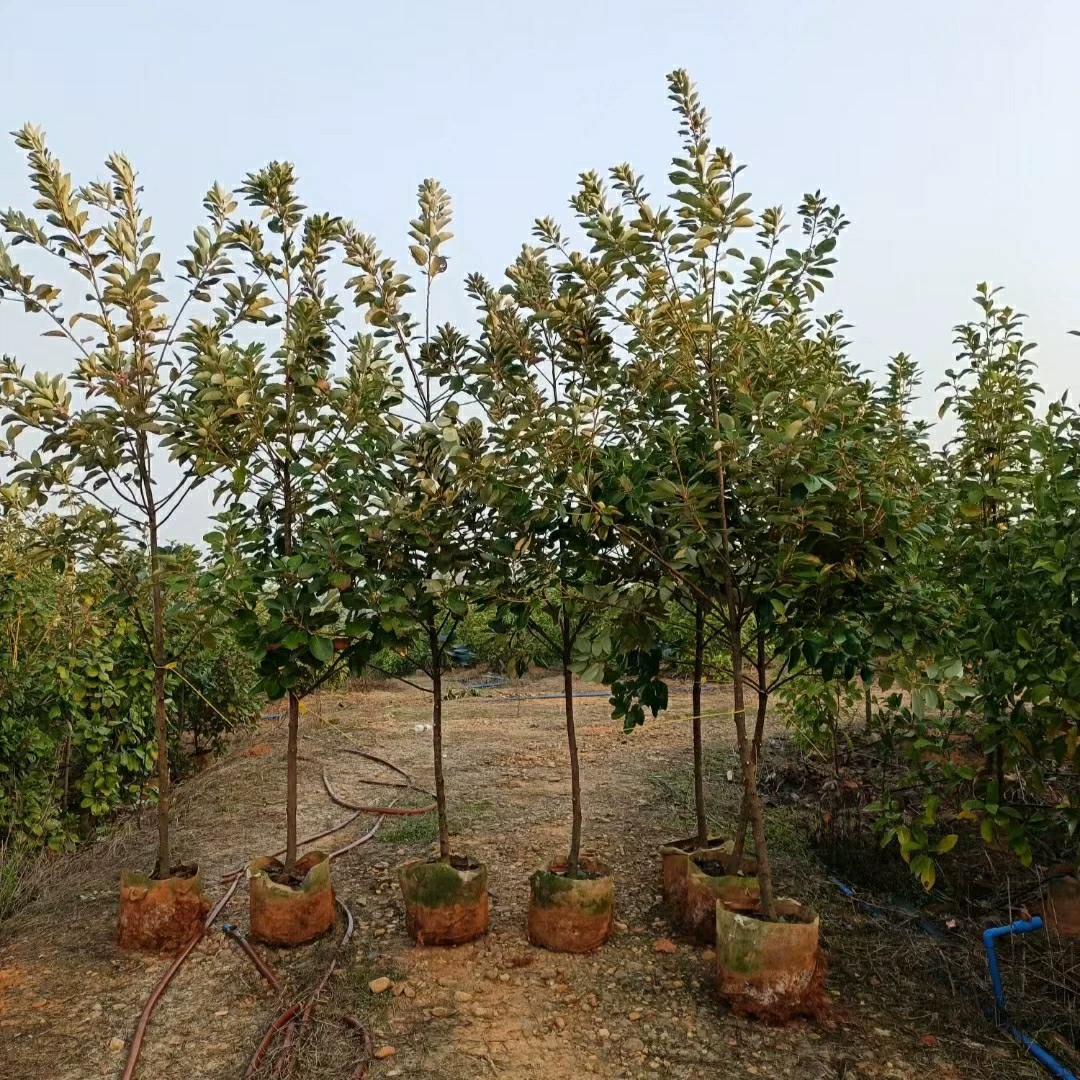 2310 питомник поставляет сафлор лотос 2-5cm мешки саженцы экологические лесные саженцы