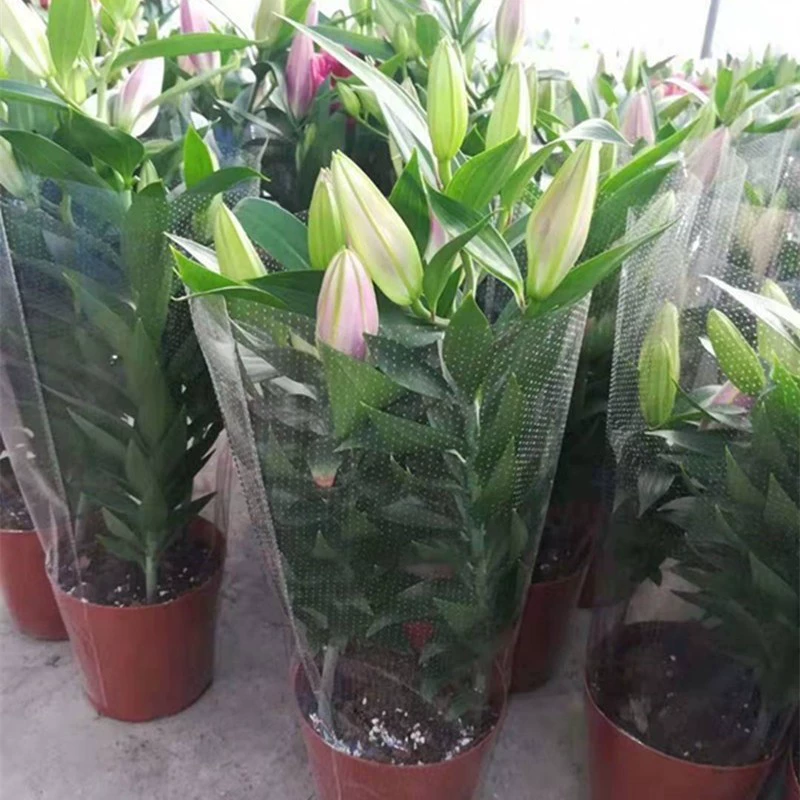 Оптовые поставки цветов лилии в горшках, разноцветные лилии с бутонами, для использования в торговых центрах и в качестве комнатных растений.