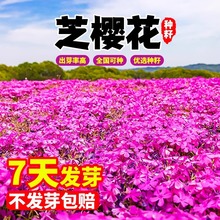 福禄考花种子室内外四季花卉大全盆栽花籽易种活芝樱花花卉种子