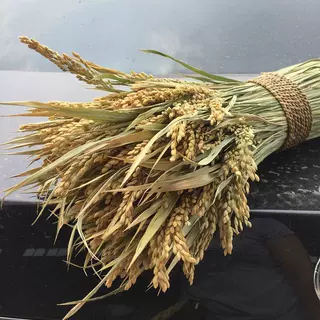 稻穗干花束批发客厅田园风插花装饰原色稻穗天然干花花束拍摄道具