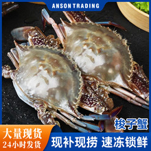 梭子蟹鲜活冷冻新鲜特大螃蟹海鲜水产冷冻海蟹白蟹飞蟹顺丰代发批