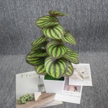 ֲԷҾb[G~[Ƶꙻ廨辰쾰羳l