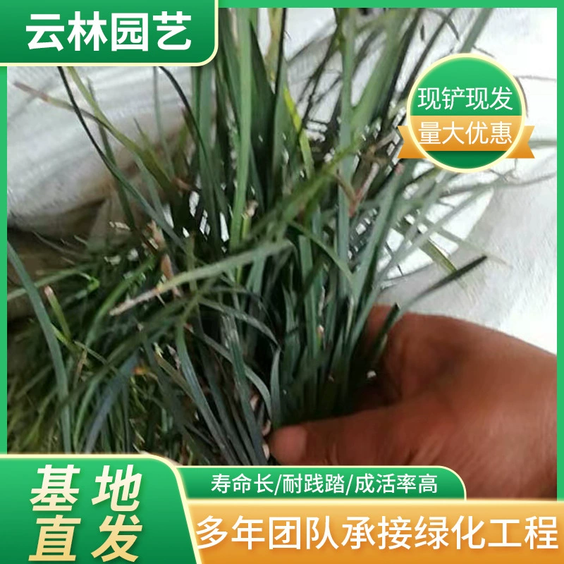 Низкая цена поставки Ophiopogon japonicus Пномпень Ophiopogon japonicus мелколистный Ophiopogon japonicus широколистный Ophiopogon japonicus Базовая поставка ландшафтного озеленения