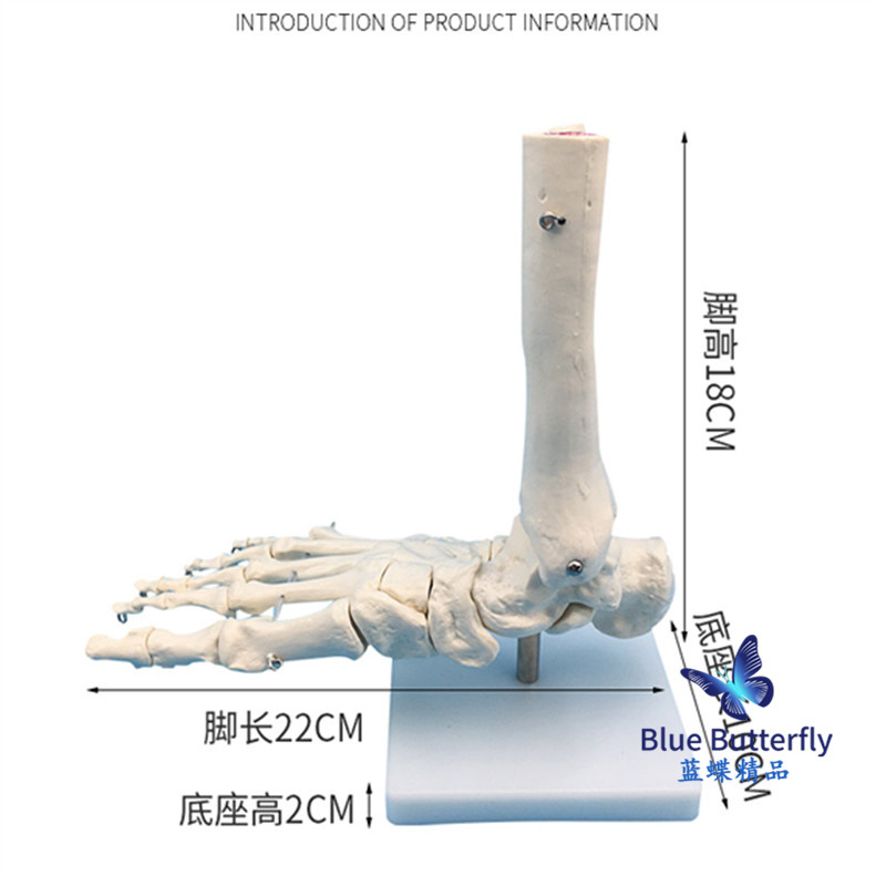 1:1�Źؽ�ģ�� ��������ؽ� �����㲿ģ�� ��ѧ��ѵר�ù���ģ��