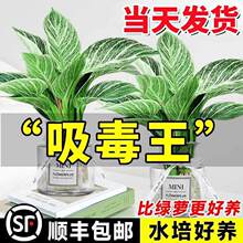 �K���ˮ��ֲ���҃Ⱥ��B���~��荾G�������Ԏ��������G�q���ܾGֲ