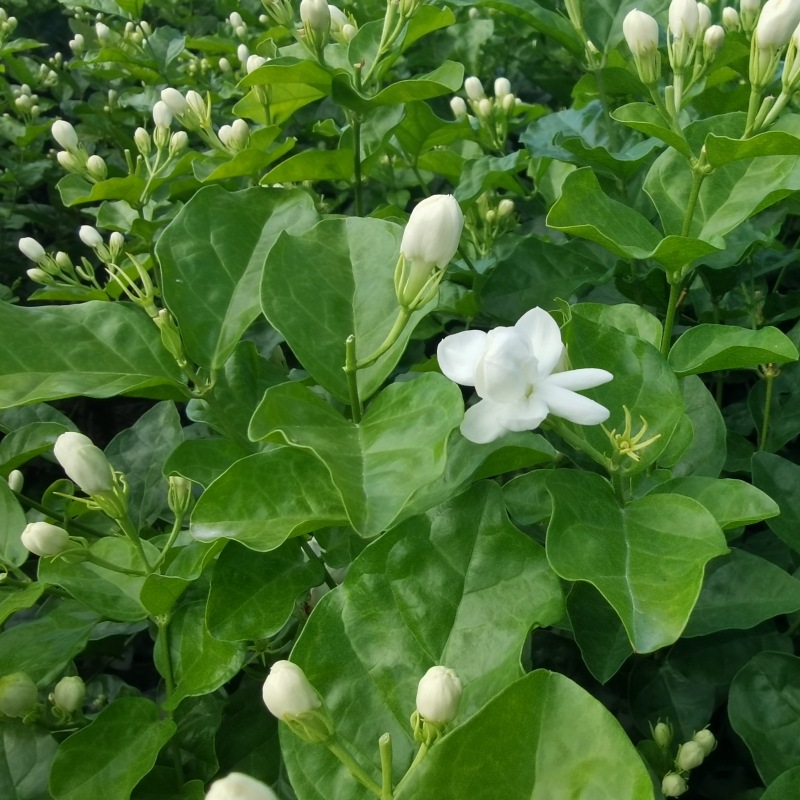 茉莉花图片800-02