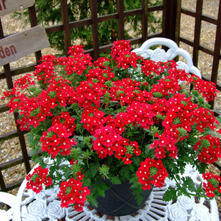 Spring Sowing Courtyard Flower Seeds Imported Beauty Cherry Seeds Spring Sowing Easy to Grow Indoor Flower Seeds Balcony Potted Plants