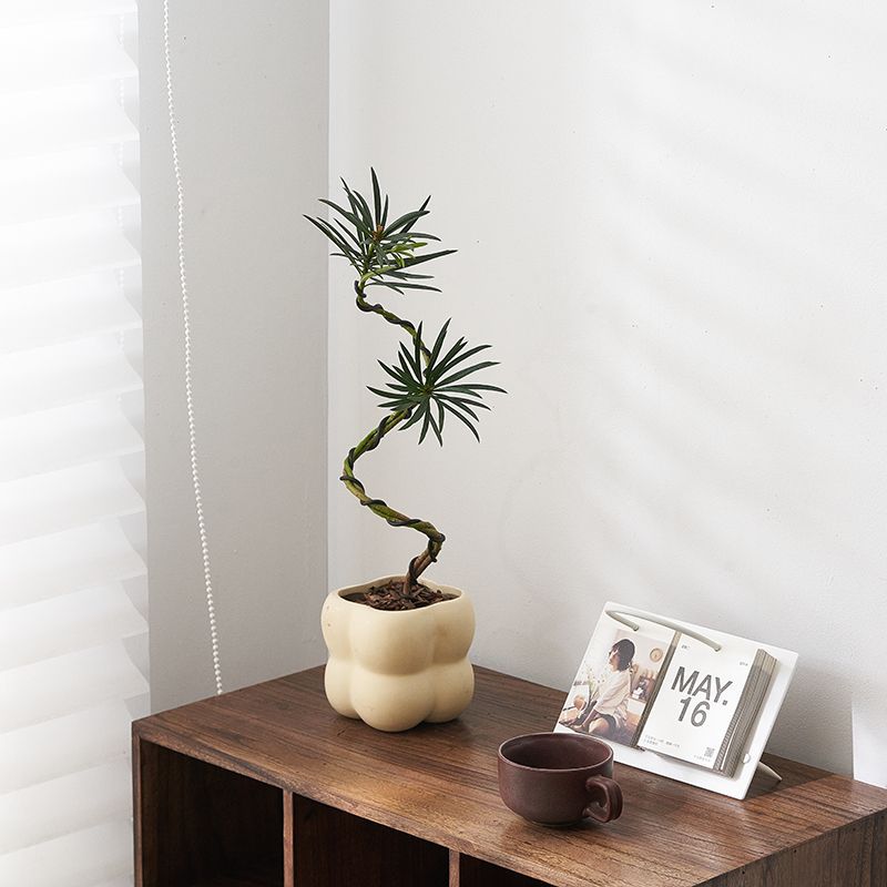 Plántulas de pino Podocarpus de estilo nórdico, forma de pino de bienvenida, planta verde de escritorio, sala de estar interior, planta de paisajismo, planta en maceta que absorbe formaldehído image 14