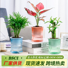 �S�����l����²���С��������Gֲ��ɫ͸������ˮС�����֬����