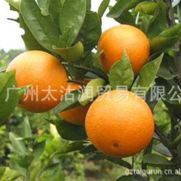 供应巴西甜橙精油 单方精油 甜橙油Orange oil CAS 8008-57-9橙油