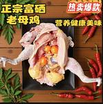 富硒老母鸡600天土鸡新鲜老母鸡黄油老鸡草鸡月子鸡批发代发