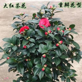耐冬花圖片 海量高清耐冬花圖片大全 阿里巴巴