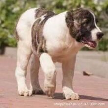 纯种双血统大骨架中亚牧羊犬幼犬活体中亚幼崽狩猎大型护卫犬猛犬