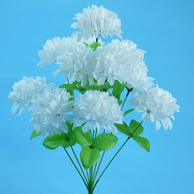 12头爪菊11.jpg