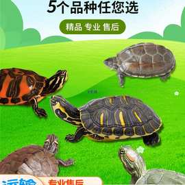 乌龟活物中华草龟深水火焰龟地图小乌龟黄耳龟巴西龟家养宠物龟