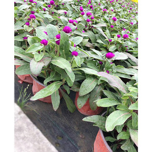 Thousand Days Red Potted Flowers Fireball Flowers Hundred Days Red Chengdu Landscaping Seasonal Flowers Potted Green Plants