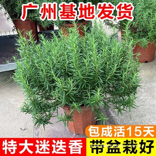 �Ե������Կ�ʳ�����ֲ��͏d�҃���ô���Gֲ���K�Ō������ɻ�