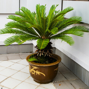 һ�����l�F�����Դ����҃����ⳣ��Gֲ�K�Fֲ���̨ͥԺ����