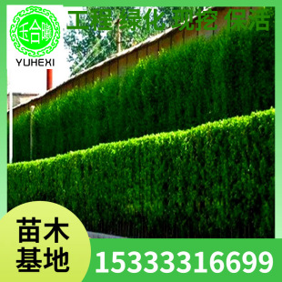 Wholesale Holly Seedlings, Courtyard Potted Plants, Hokkaido Saplings, Large-Leaf Boxwood Seedlings Planted in the North and South, Evergreen All Year Round